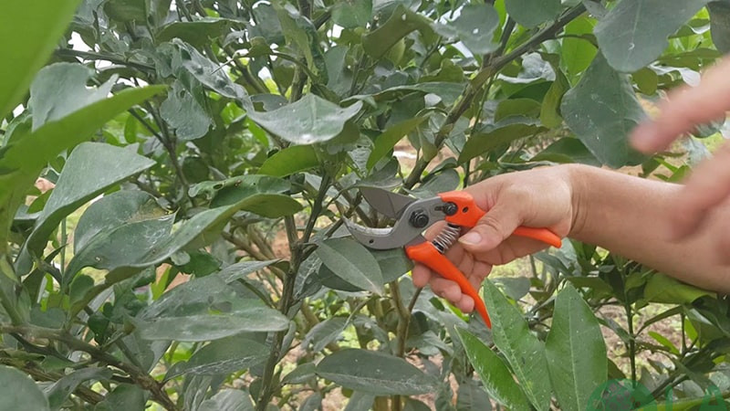 bưởi chơi Tết bưởi chơi Tết