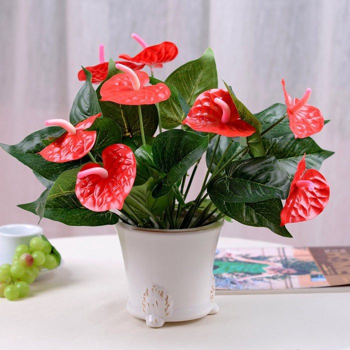 Cây cảnh ngoại thất Cây cảnh ngoại thất