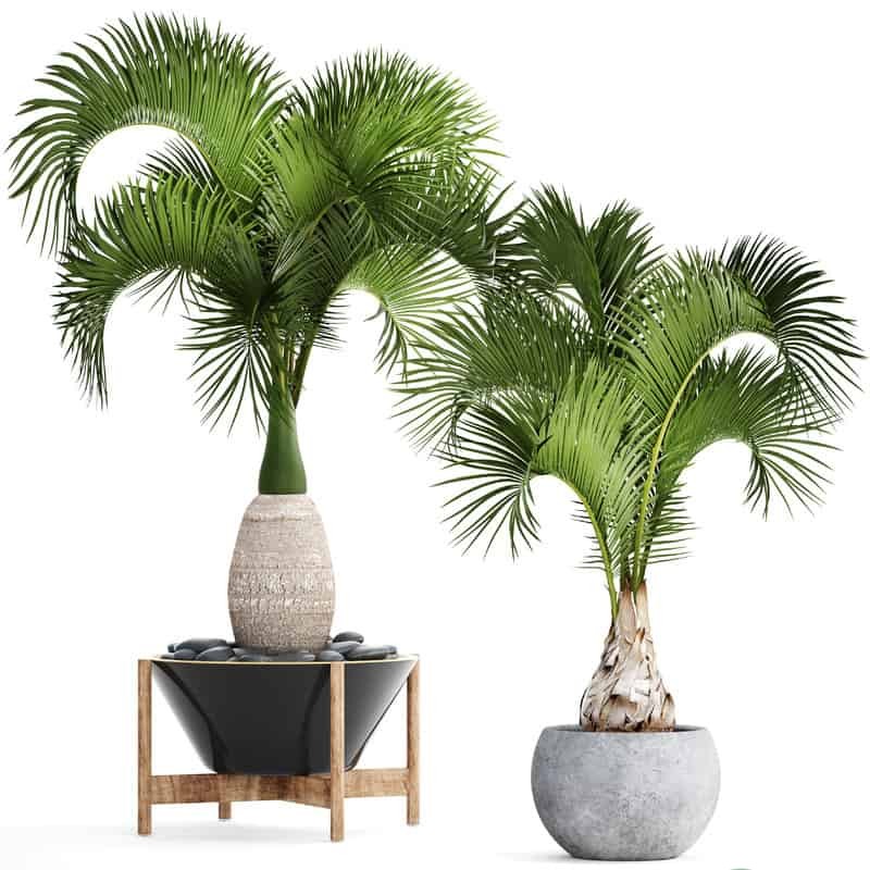 bán cây cảnh ngoại thất bán cây cảnh ngoại thất