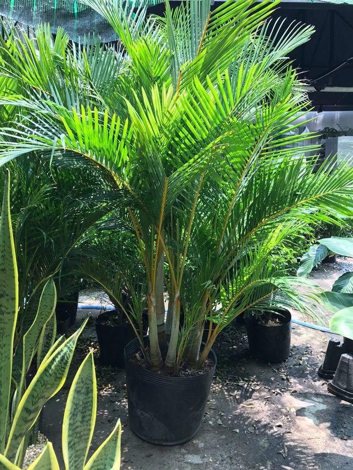 cây cảnh trang trí ngoại thất cây cảnh trang trí ngoại thất