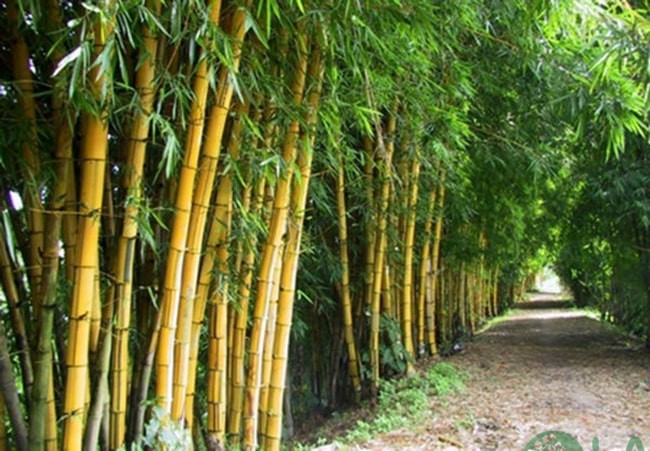 Cây cảnh ngoại thất Cây cảnh ngoại thất