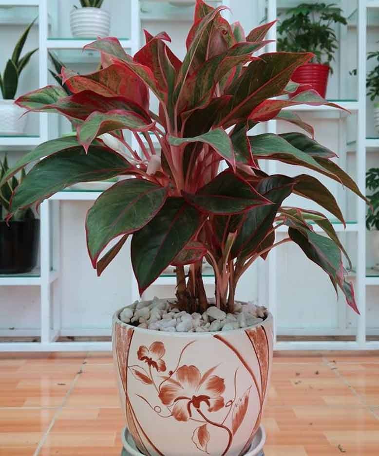 cây cảnh ngoại thất cây cảnh ngoại thất