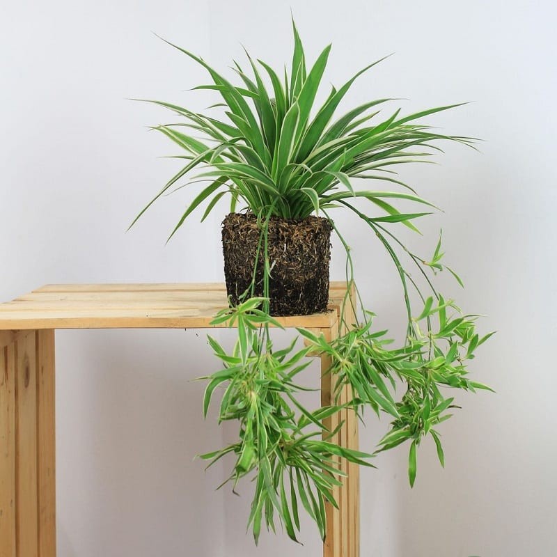 Cây cảnh ngoại thất Cây cảnh ngoại thất