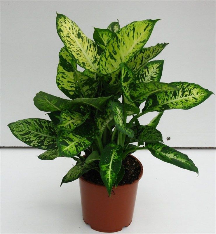 cây cảnh ngoại thất cây cảnh ngoại thất