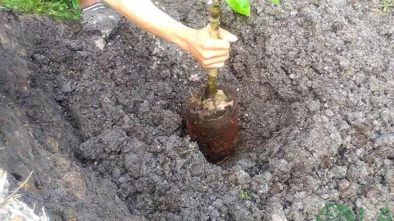 kỹ thuật trồng cây ăn quả