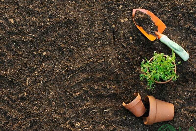 kỹ thuật trồng cây ăn quả