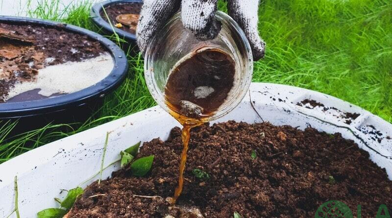 kỹ thuật trồng cây ăn quả