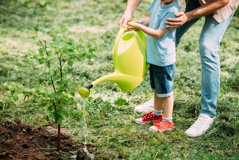 kỹ thuật trồng cây ăn quả