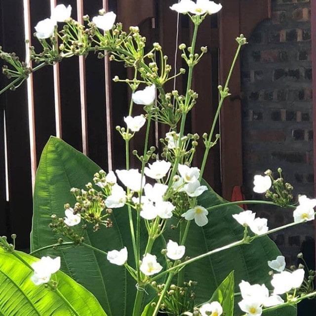 cách trồng cây bách thủy tiên