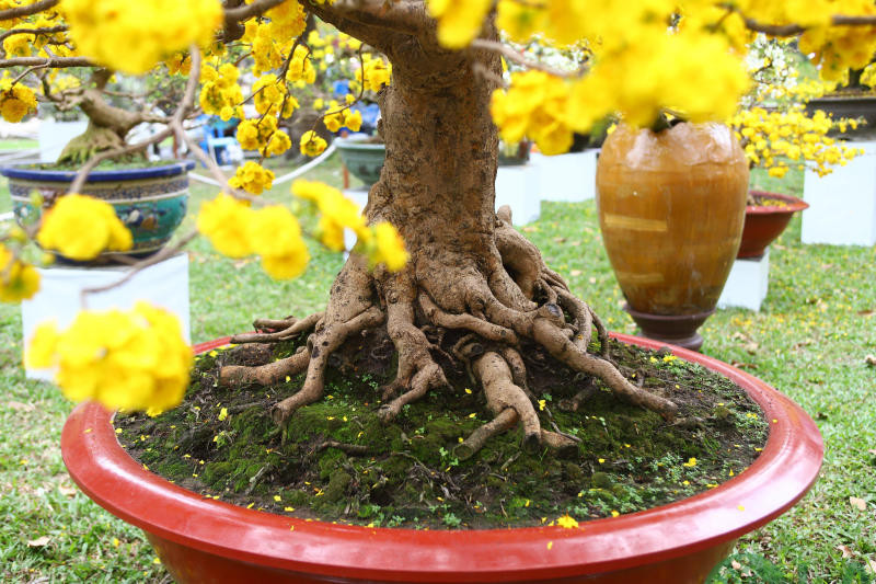 chơi mai ngày tết