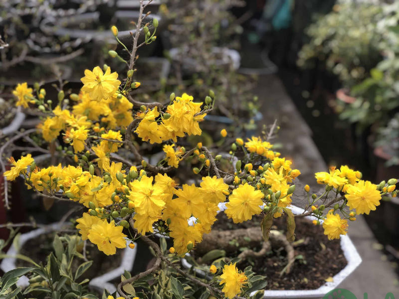 chơi hoa mai ngày tết