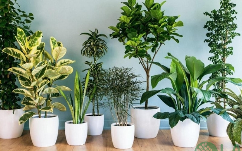 bán cây xanh văn phòng