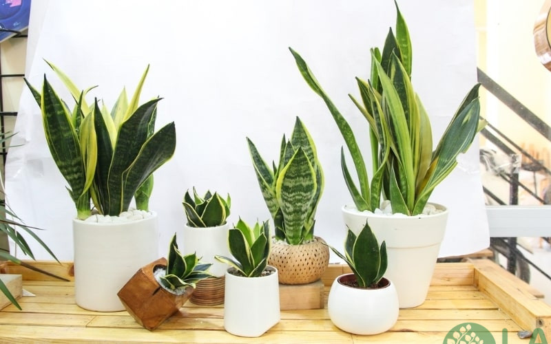 bán cây xanh văn phòng