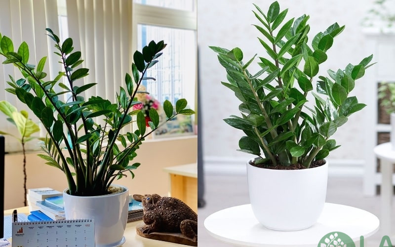 bán cây xanh văn phòng