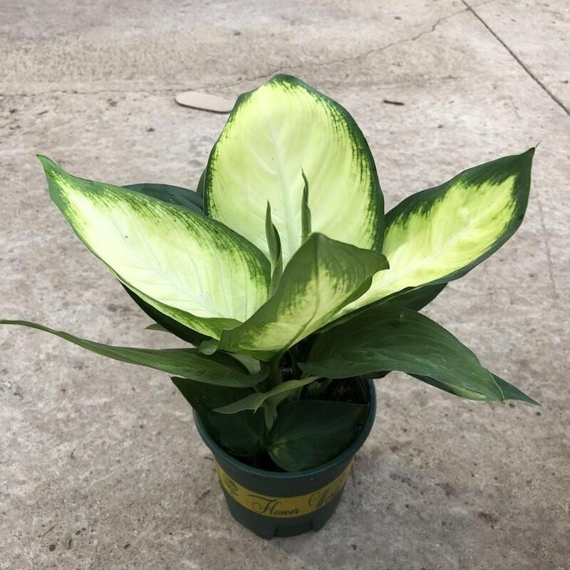 bán cây xanh văn phòng