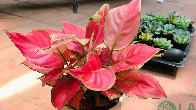 bán cây xanh văn phòng