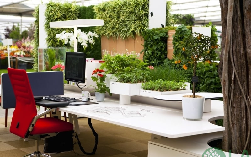 bán cây xanh văn phòng