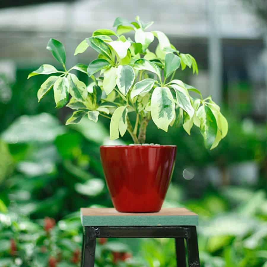 cây trồng không cần nắng cây trồng không cần nắng