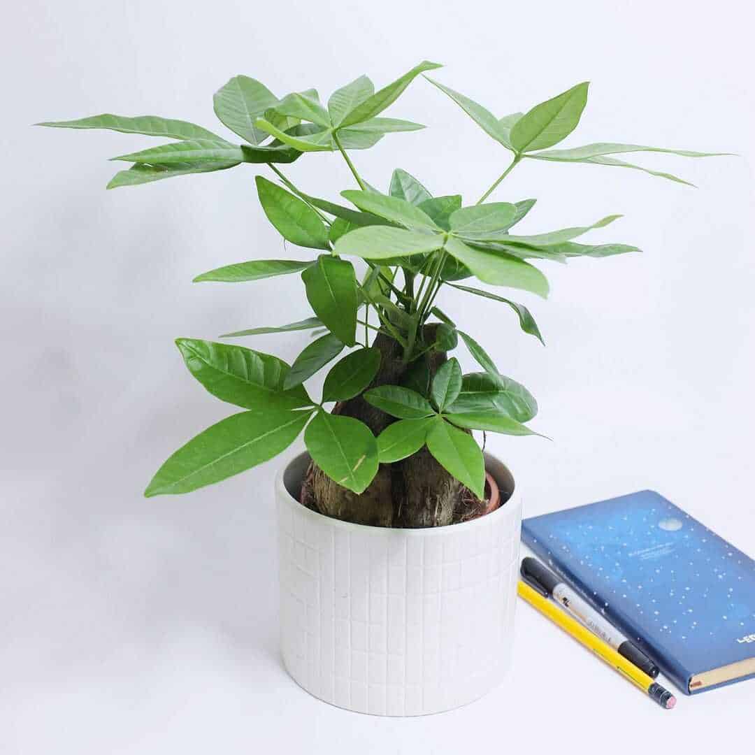 cây trồng không cần nắng cây trồng không cần nắng