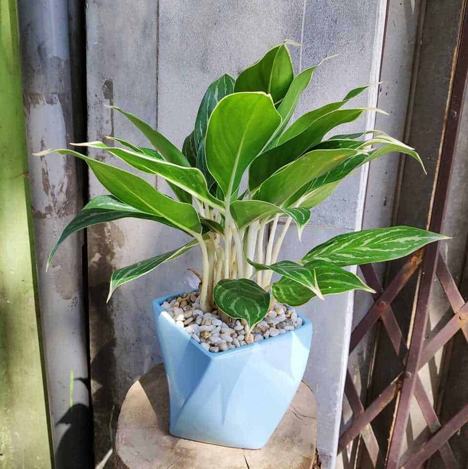 cây trồng không cần nắng cây trồng không cần nắng