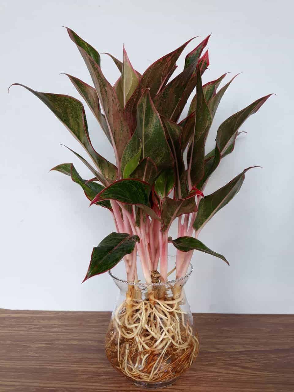 cây trồng không cần nắng cây trồng không cần nắng