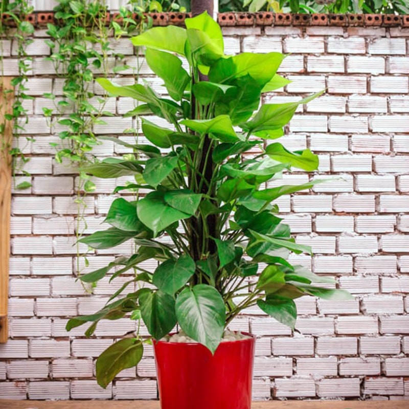 cây trồng không cần nắng cây trồng không cần nắng