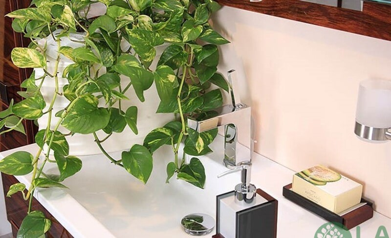 những loại cây không cần ánh sáng mặt trời những loại cây không cần ánh sáng mặt trời