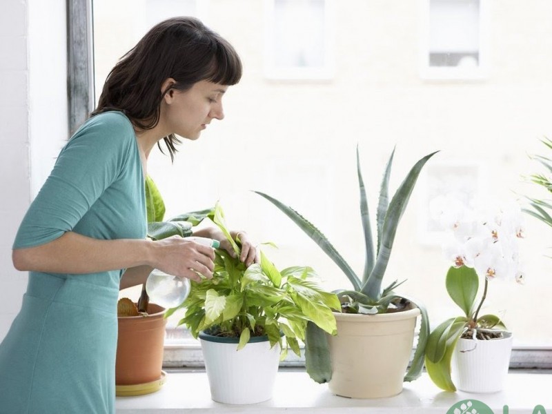 Tưới nước cho cây trồng không cần ánh sáng