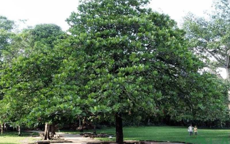 cây xanh trong trường học