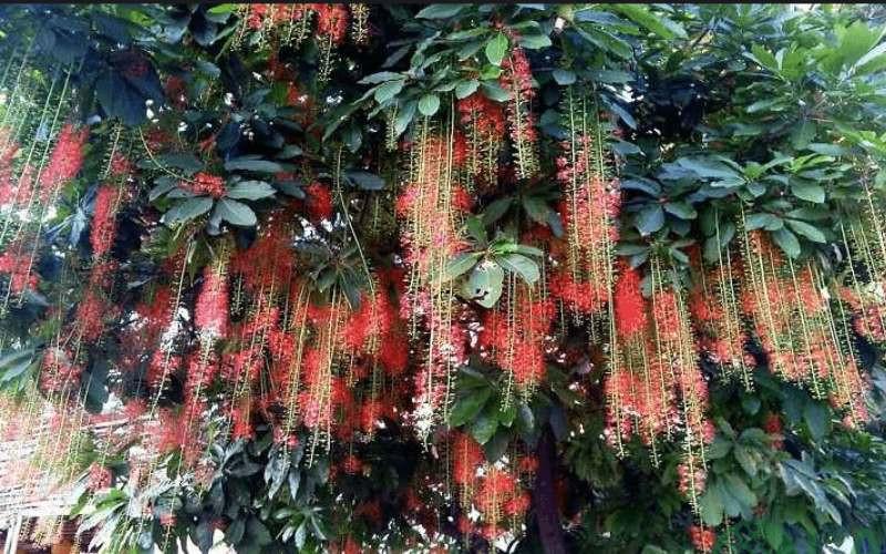 cây xanh trong trường học