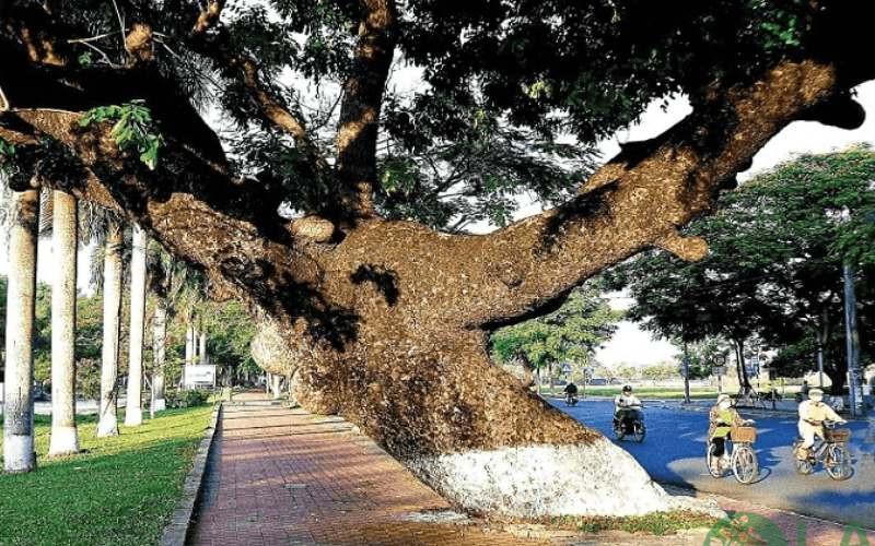 cây xanh trong trường học