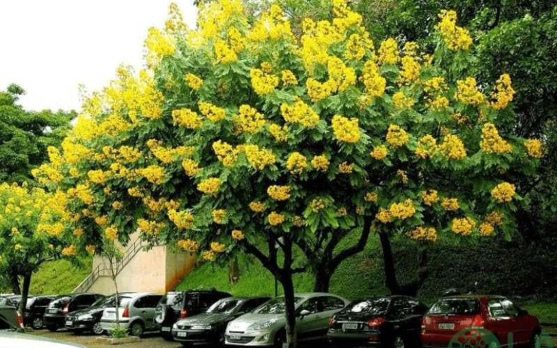 cây xanh trong trường học