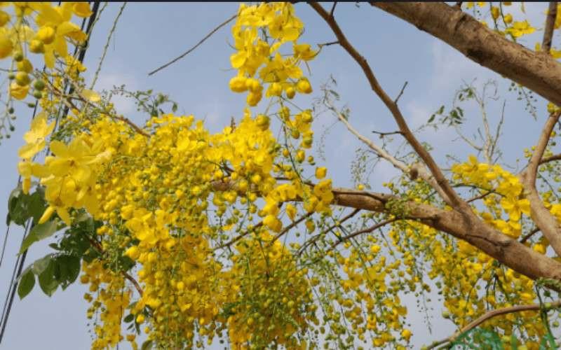 cây xanh trong trường học