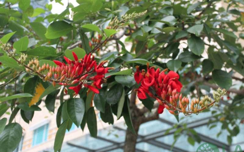 cây xanh trong trường học