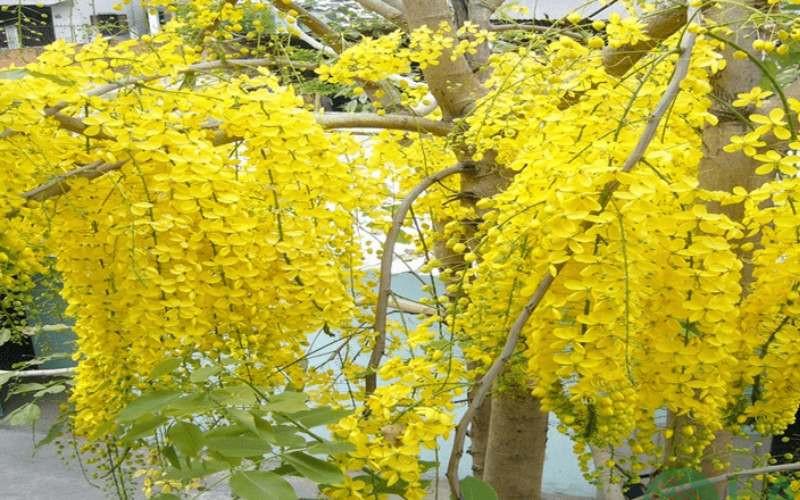 cây xanh trong trường học