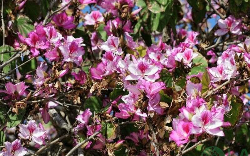 cây xanh trong trường học