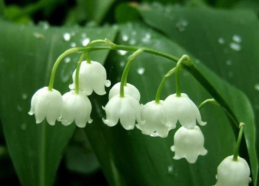 hoa thơm trồng ban công những loại hoa trồng ban công