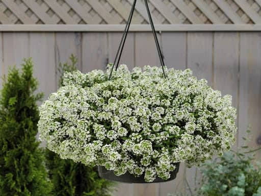 hoa thơm trồng ban công