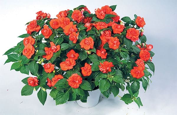 loại hoa trồng ban công hoa trồng ban công đẹp