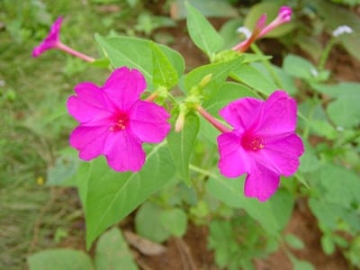 hoa trồng ban công Hoa Bốn Giờ đẹp