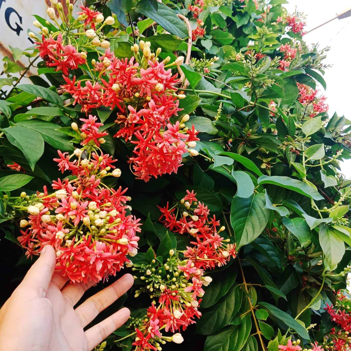 hoa trồng ban công có mùi thơm hoa thơm trồng ban công