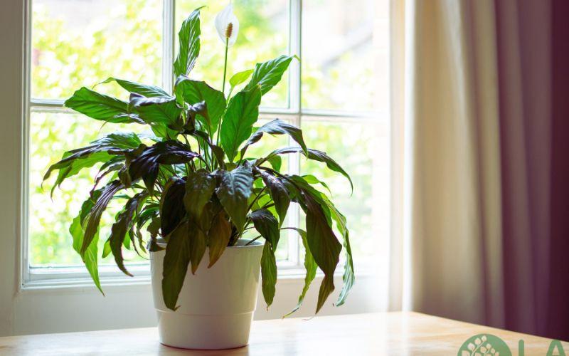 cây xanh văn phòng