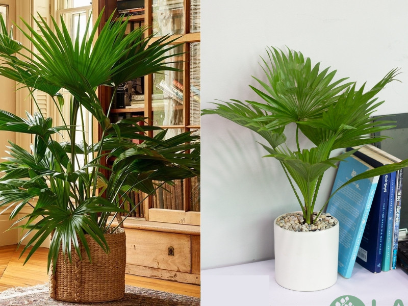 cung cấp cây cảnh văn phòng