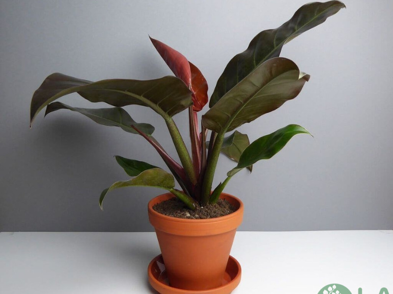 cung cấp cây xanh văn phòng