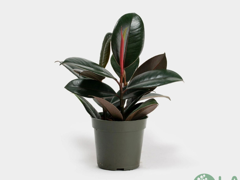 cung cấp cây cảnh văn phòng