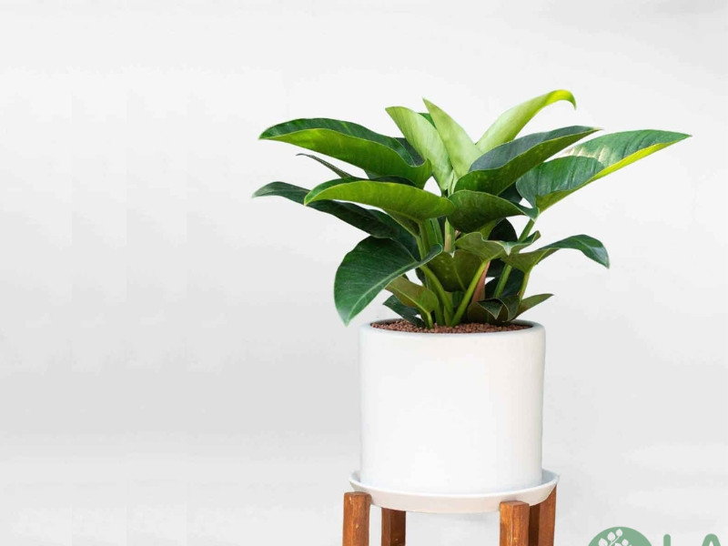 cung cấp cây cảnh văn phòng