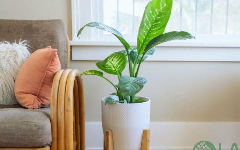 cây xanh văn phòng