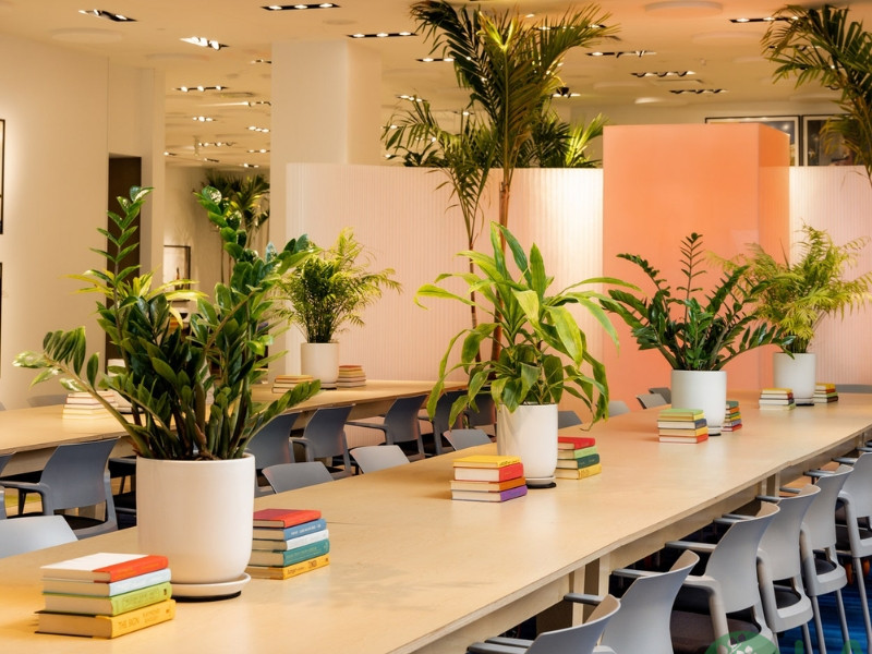 cung cấp cây xanh văn phòng