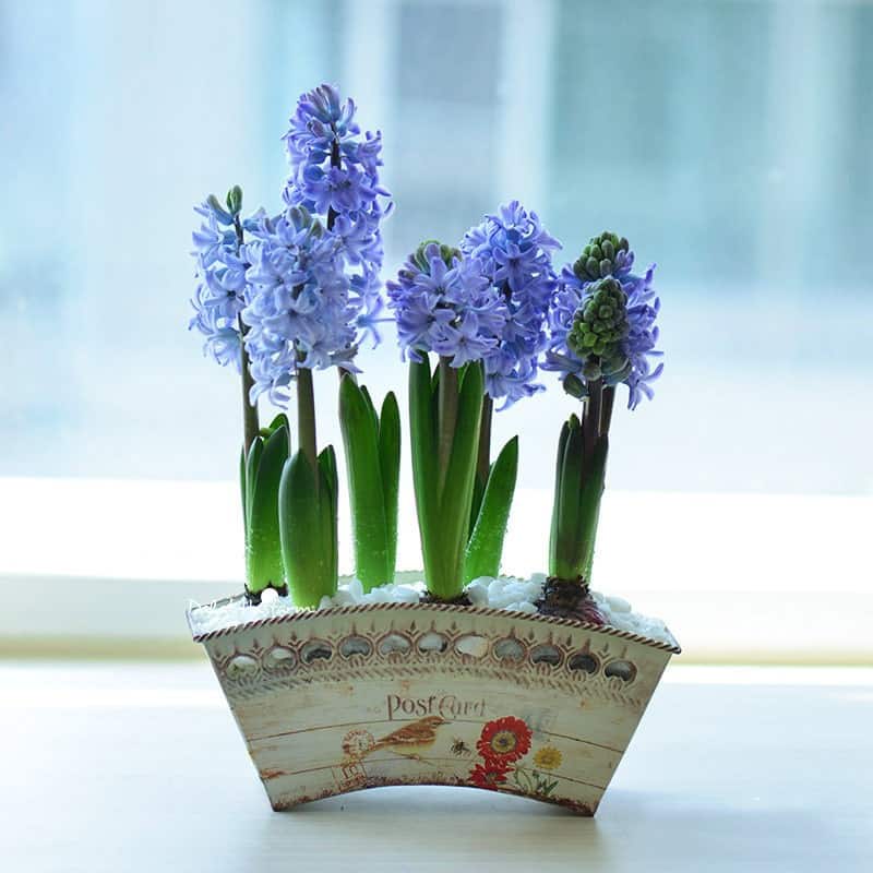 cây hoa trồng trong nước đẹp