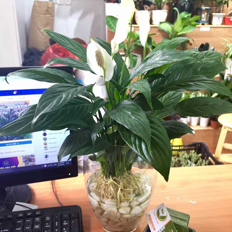 cây hoa trồng được trong nước